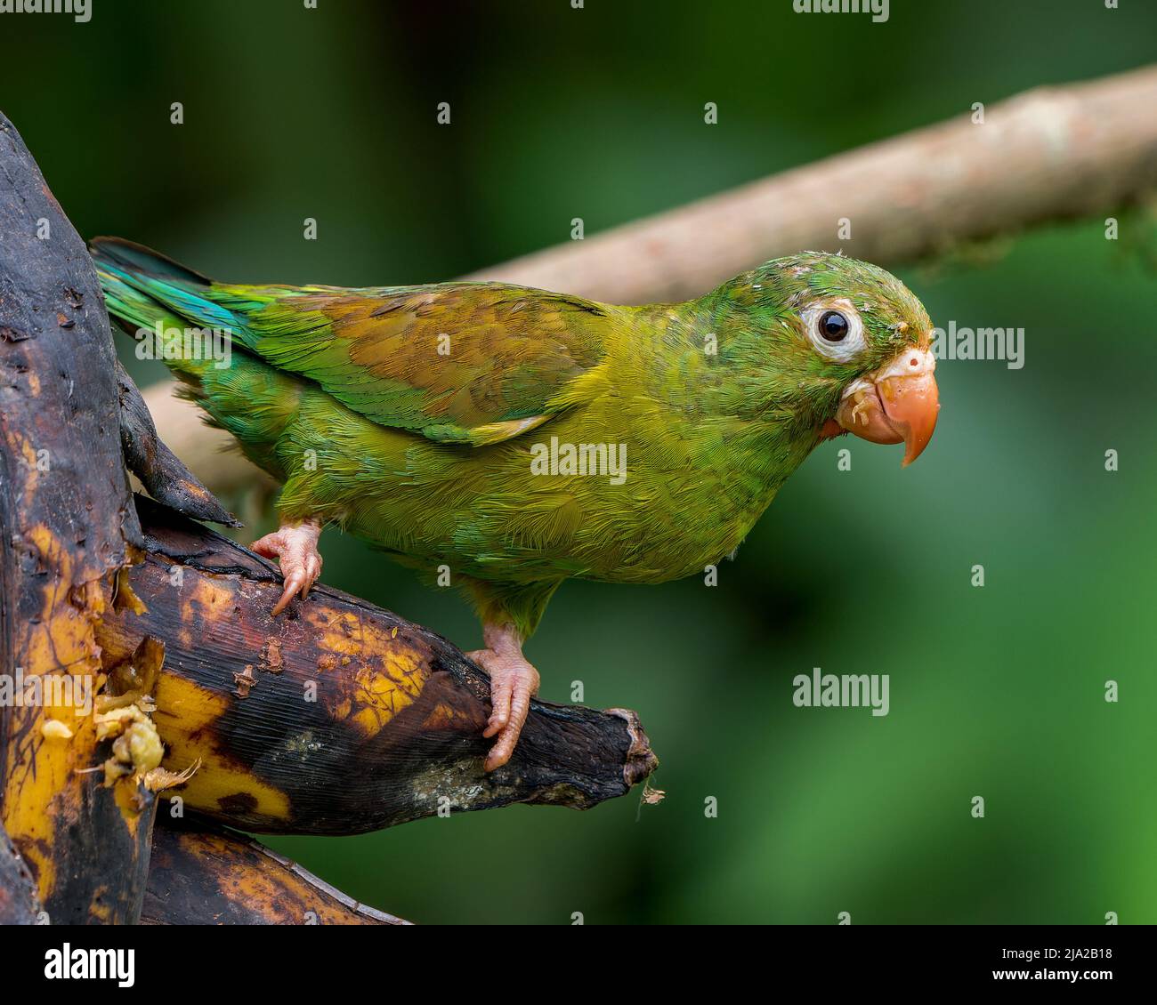 Orange-chinned Parakeet (Brotogeris jugularis) perched on some ripe plantains in Costa Rica Stock Photo