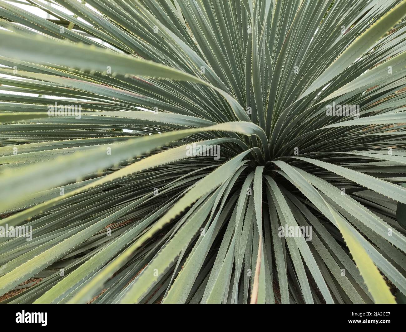 Dasylirion wheeleri. Desert Mexican plant with spiked long leaves. Stock Photo