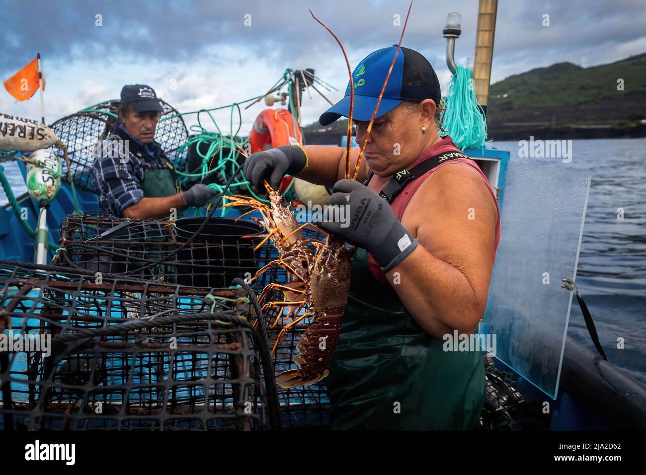 Portugal. 18th Aug, 2021. A fisherwoman removes a lobster from the cage inside the boat where she works. Women are well present in the fishing industry in the Azores islands, but only a few venture to the sea. Mostly work on land preparing baits and nets and cleaning or selling fish. Today, there are only five fisherwomen that go into the sea, making them probably the last fisherwomen in the archipelago. (Photo by Eduardo Leal/SOPA Images/Sipa USA) Credit: Sipa USA/Alamy Live News Stock Photo
