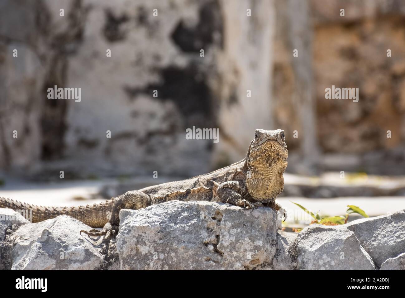 Iguana on a rock, in Tulum. Mexico. Horizontal photograph. In color. Stock Photo