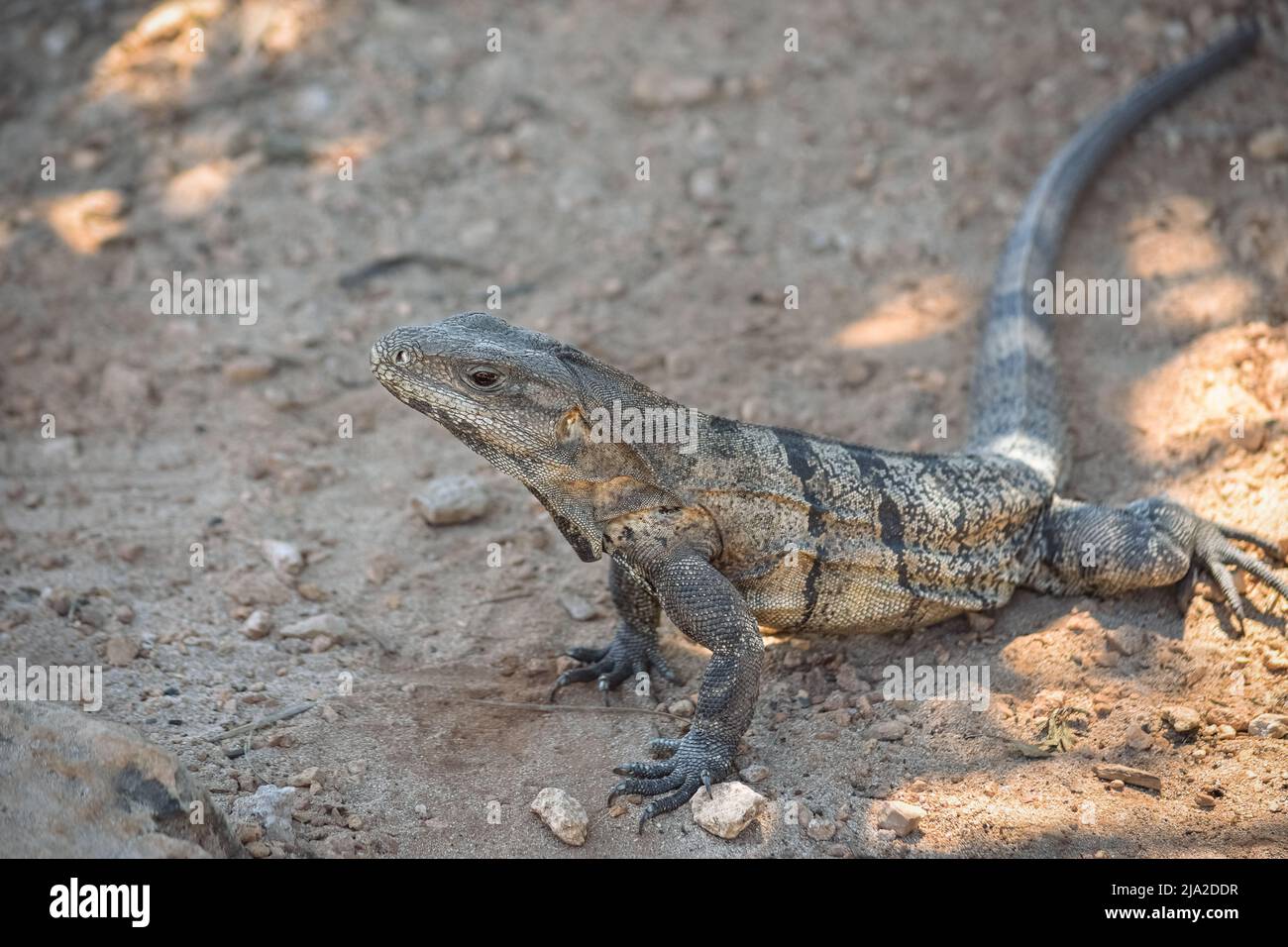 Brown Iguana with long tail, walking on dry land in Tulum, Mexico. Stock Photo