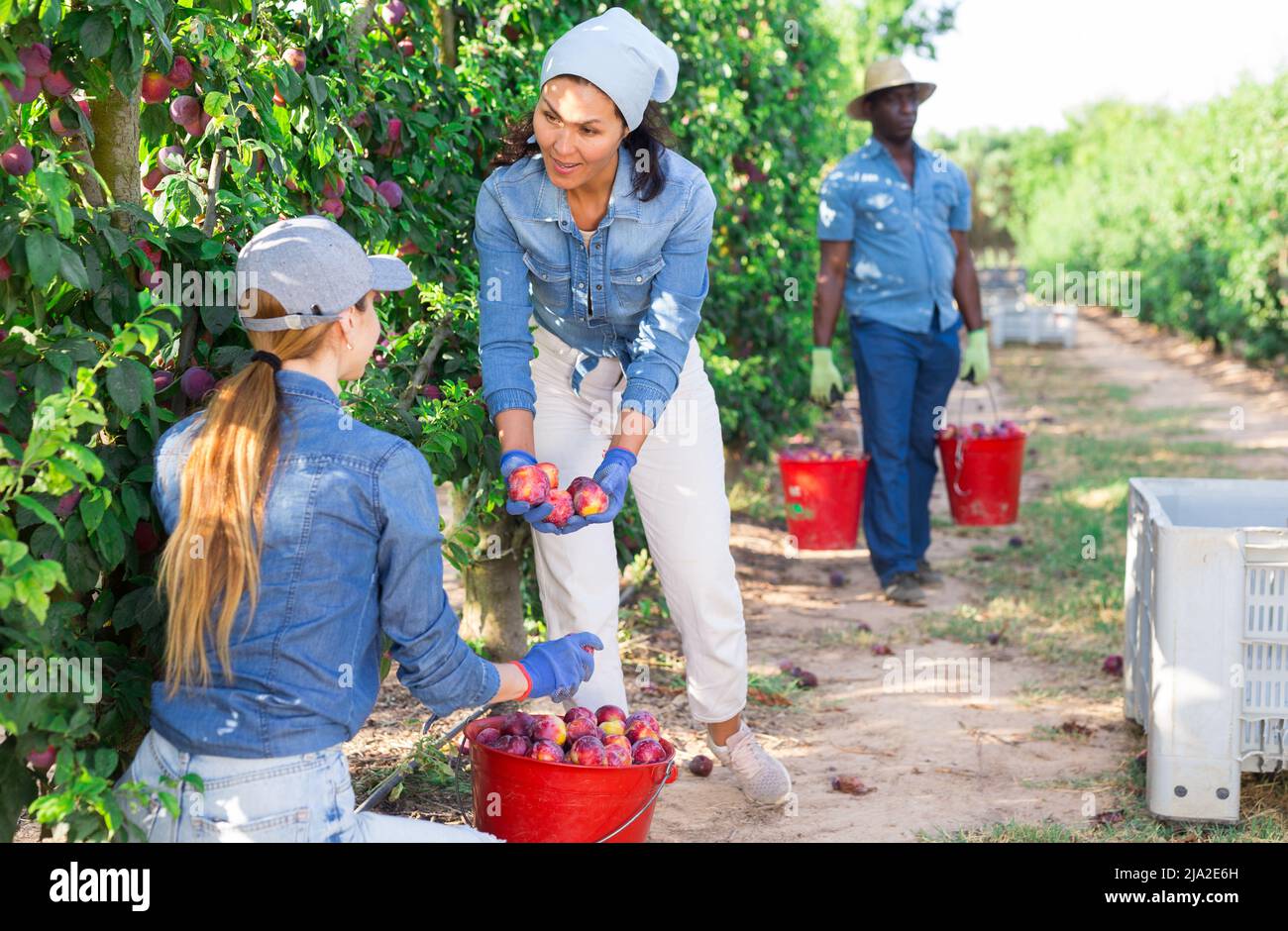 Concentrated female farmer harvesting ripe plums in garden Stock Photo