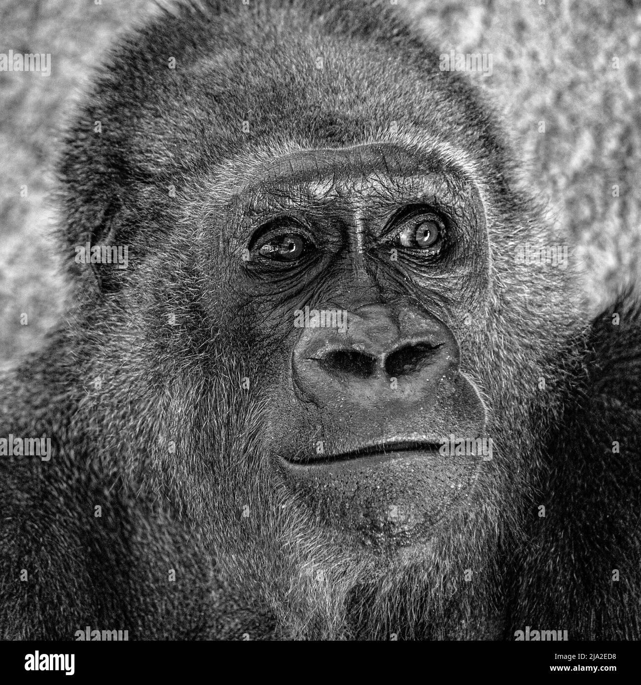Wistful Gorilla in zoo Stock Photo