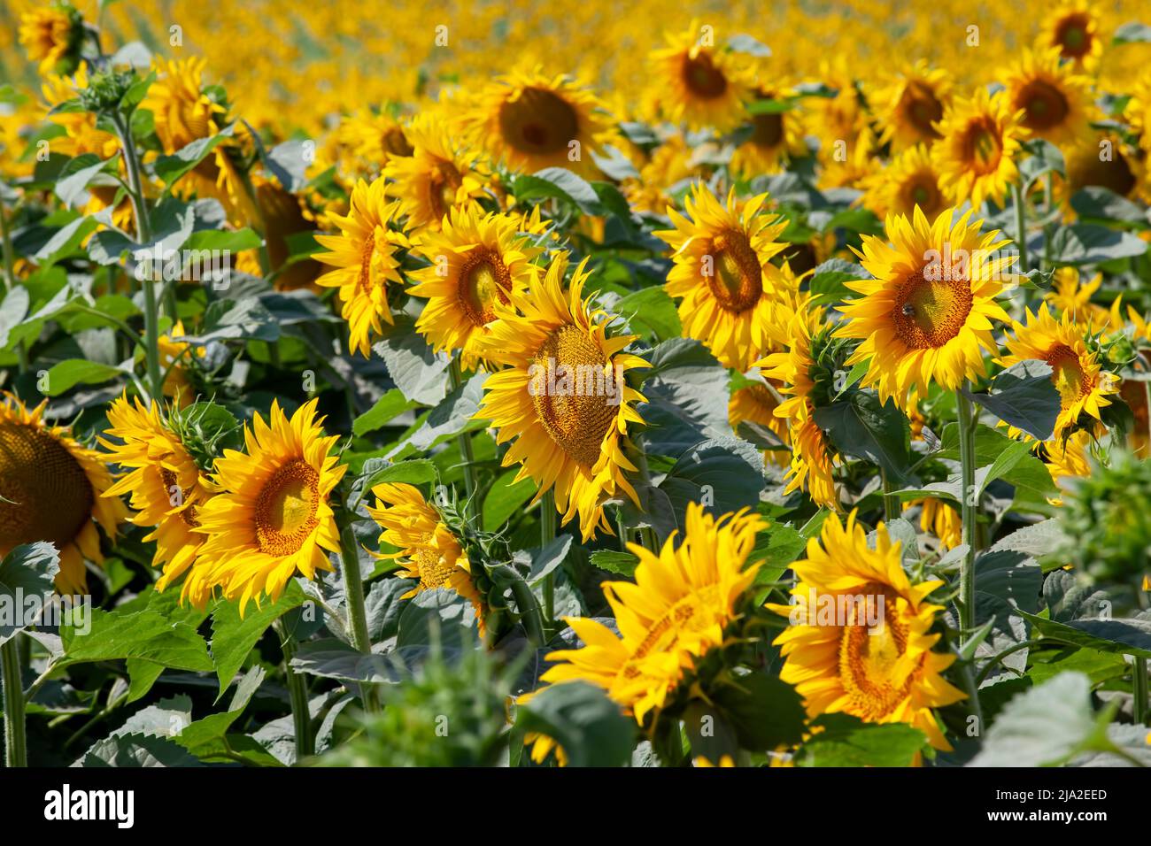 beautiful sunflowers in the summer, an agricultural field where