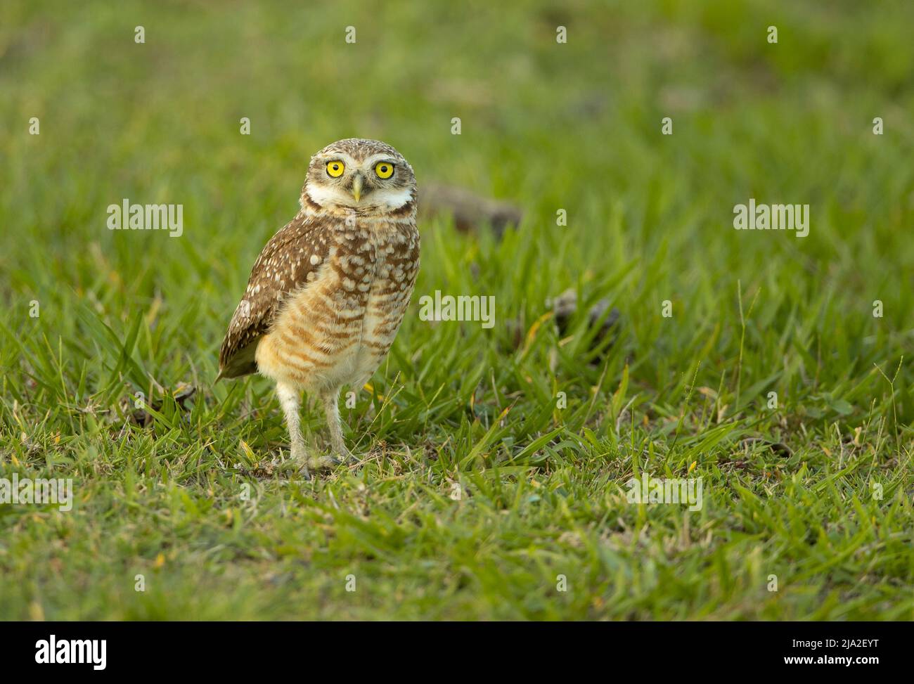 Burrowing Owl (Athene cunicularia) Stock Photo