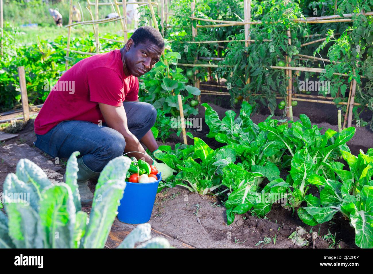 Afro male gardener working in vegetable garden Stock Photo - Alamy