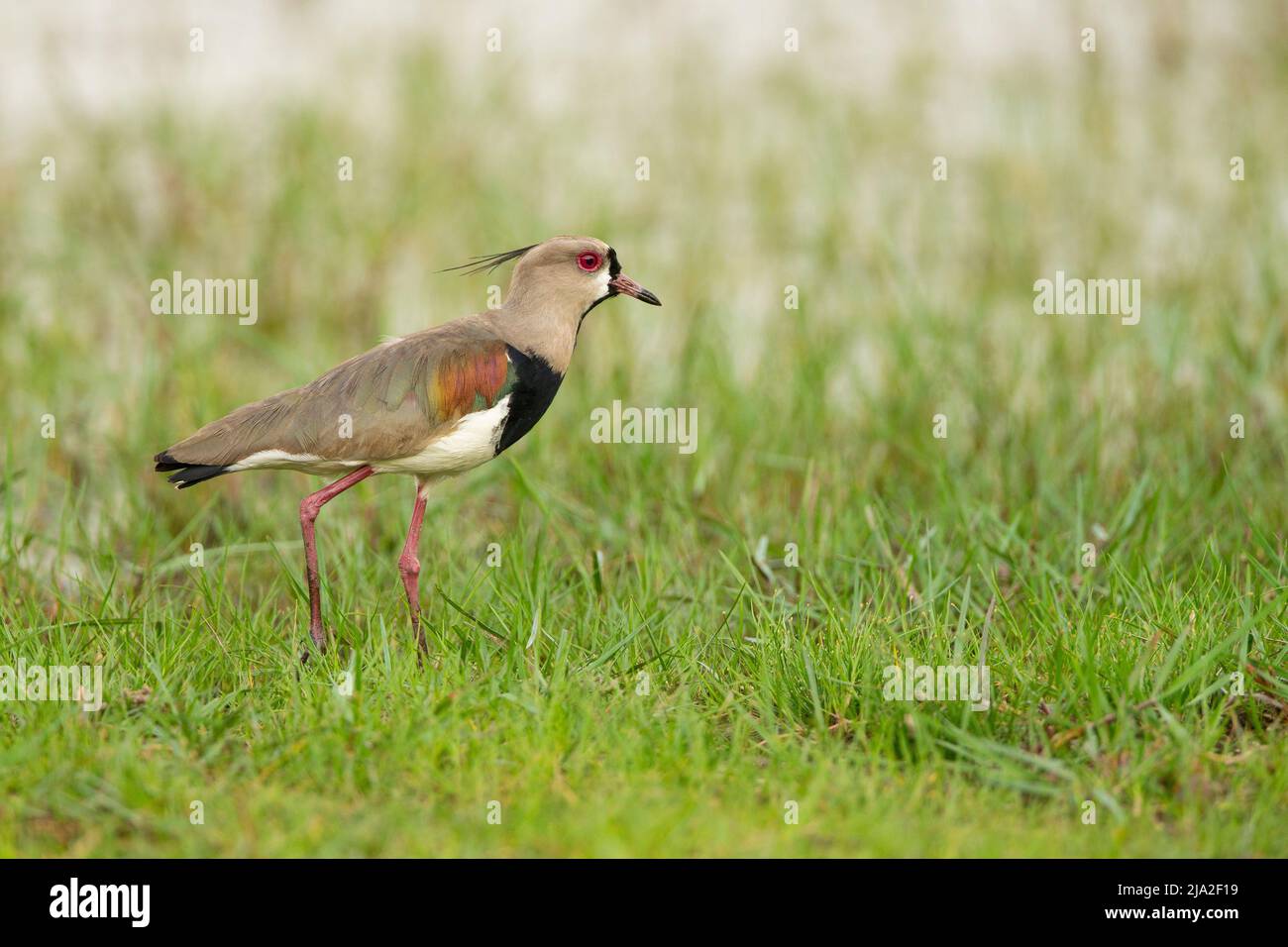 Southern Lapwing (Vanellus chilensis) Stock Photo