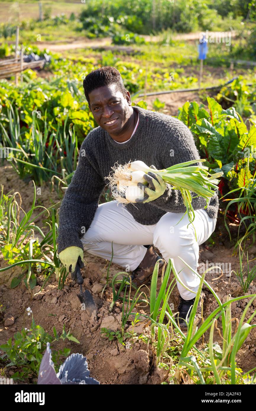 African american male gardener collects onions in the garden beds Stock ...