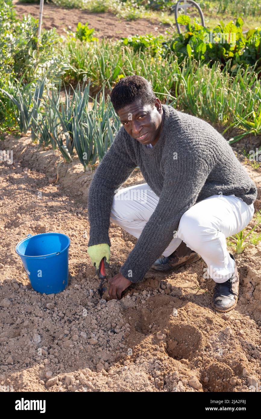African farmer planting seedlings Stock Photo - Alamy