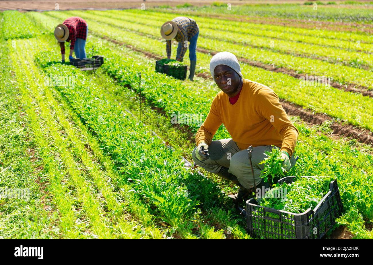 Focused male farmer picking arugula leaf greens Stock Photo