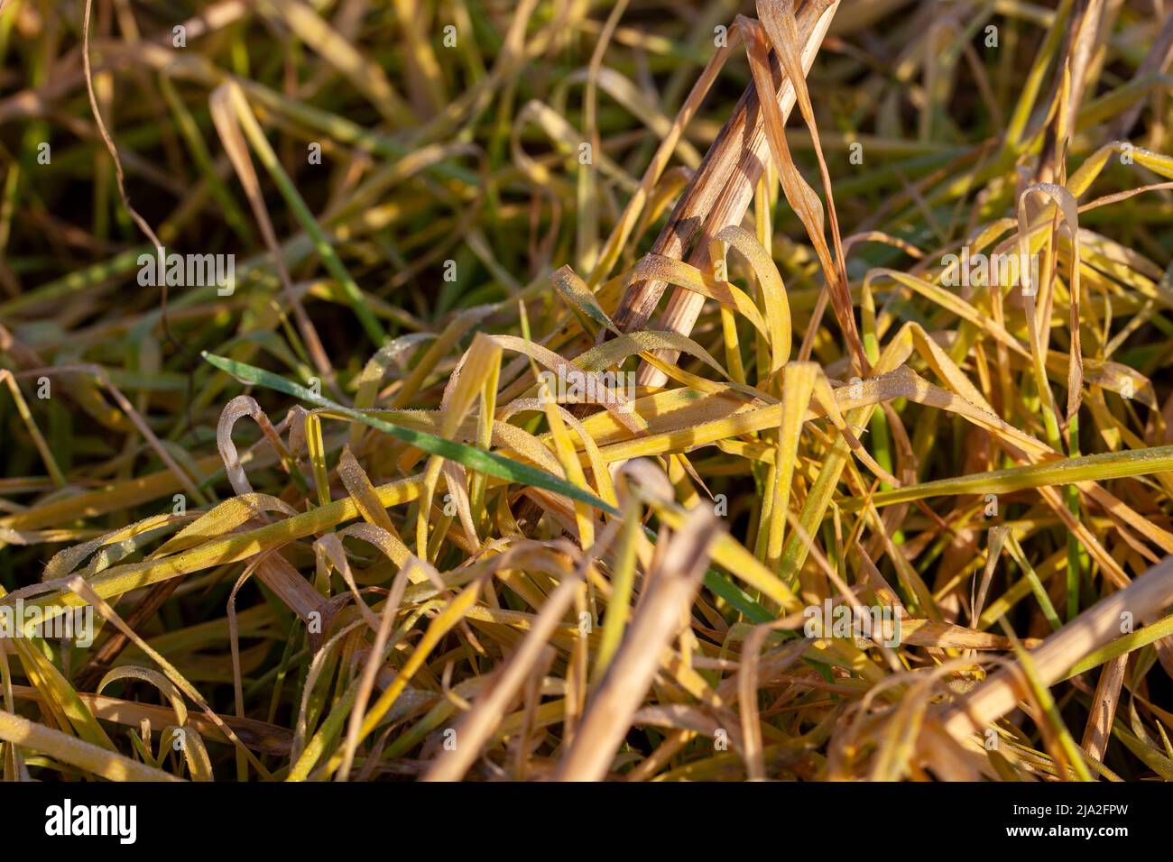 plants and grass turning yellow in the autumn season on an agricultural