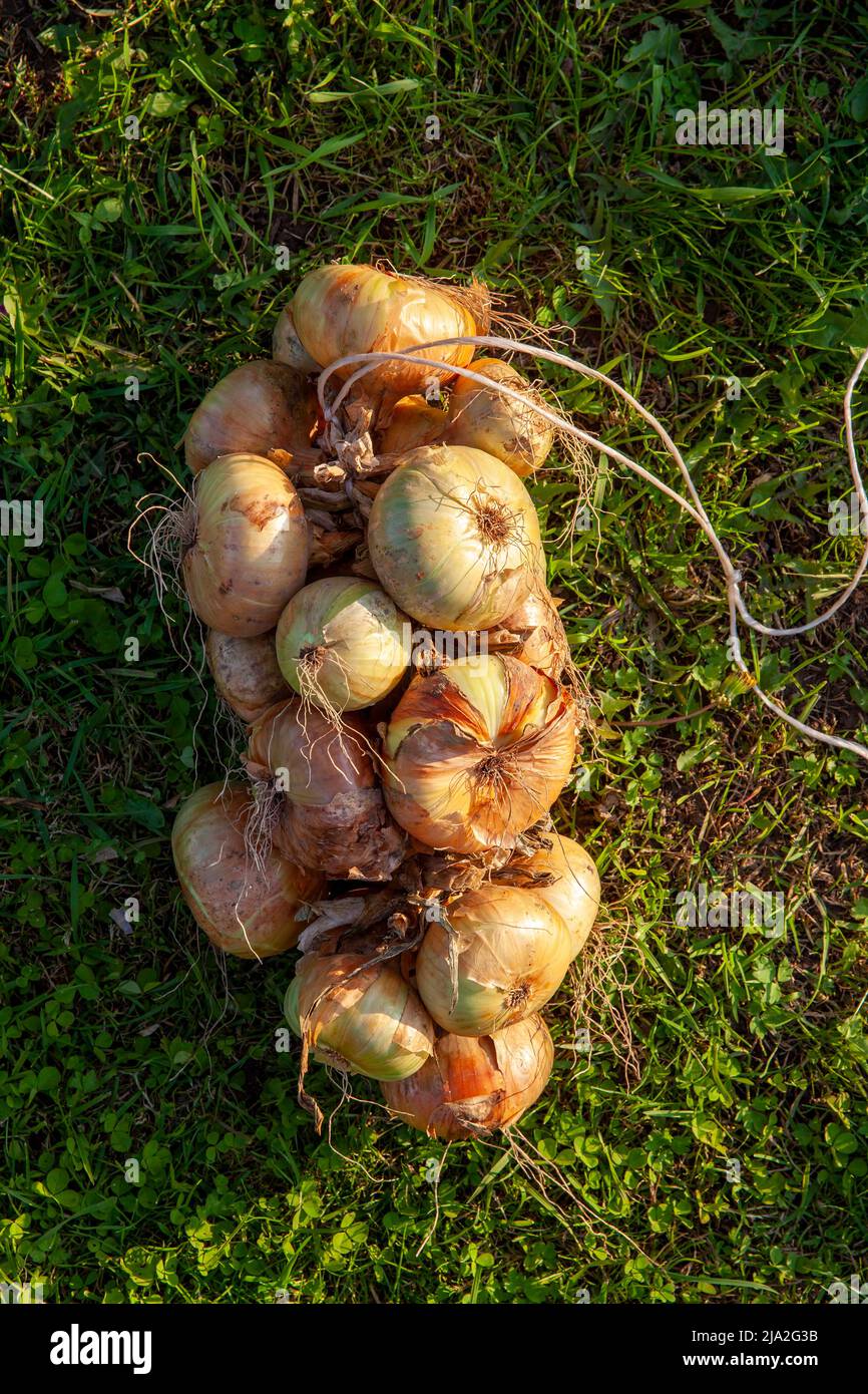 tied and packed for winter storage onion harvest, onion harvest in
