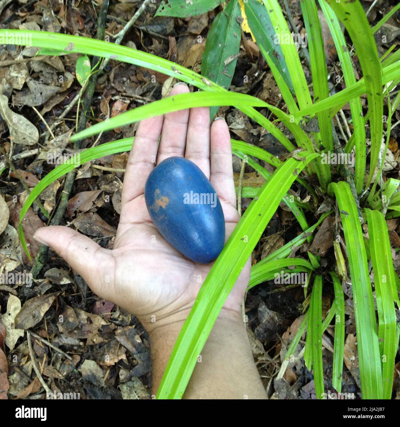 Cassowary Plum (Poisonous) Cape Tribulation Australia Stock Photo Alamy
