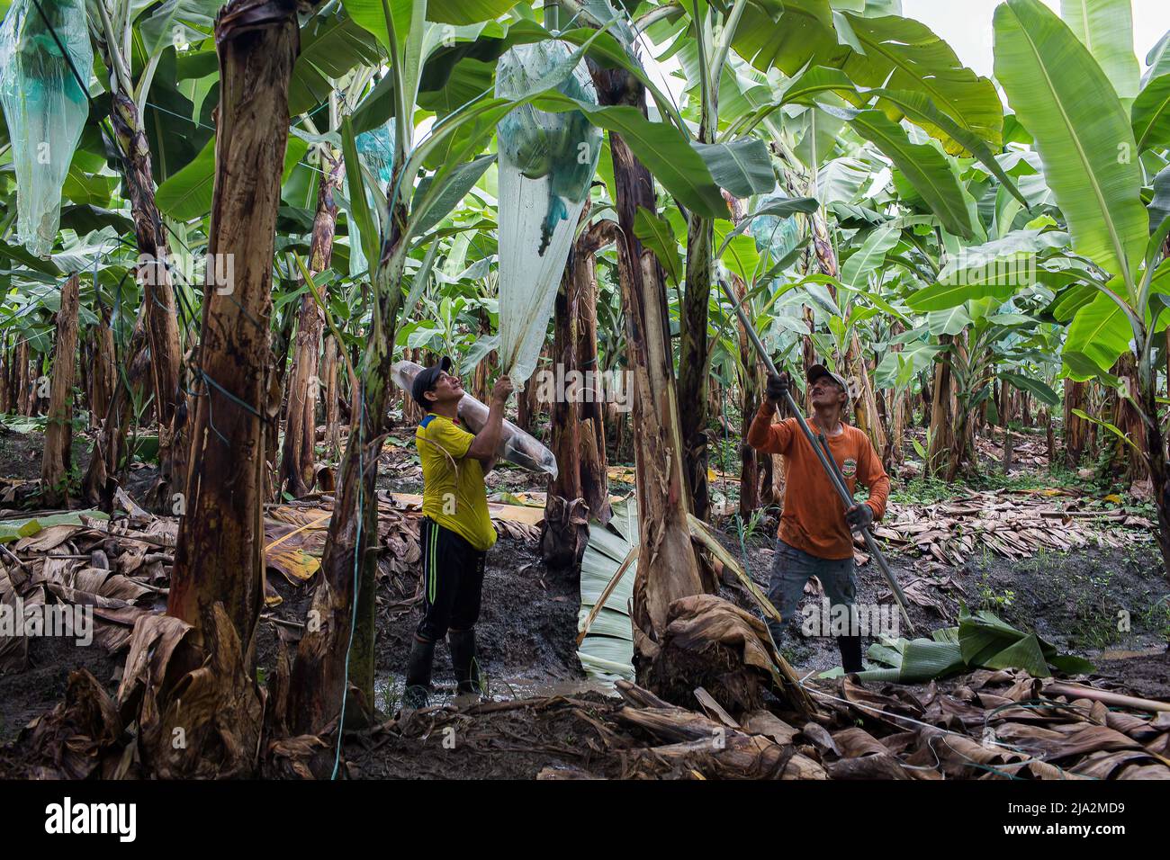 Workers prepare to cut a bunch of bananas from the tree on the 270 hectares of banana plantation