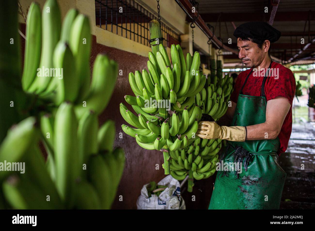A worker takes the crowns of each banana at the processing facility on the 270 hectares of a