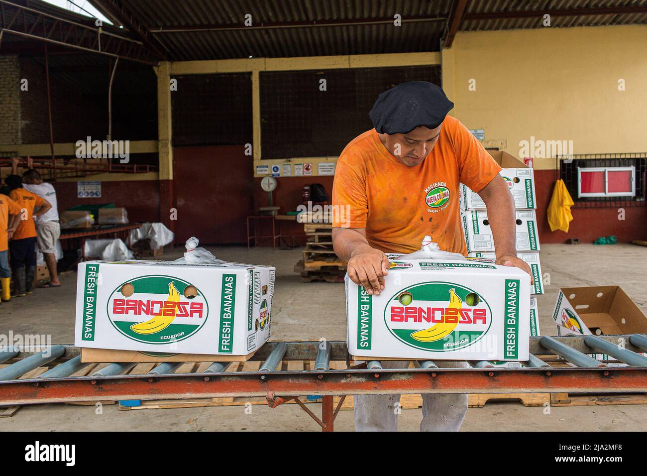 A worker packs banana boxes on facilities of the 270 hectares of a banana plantation. Workers