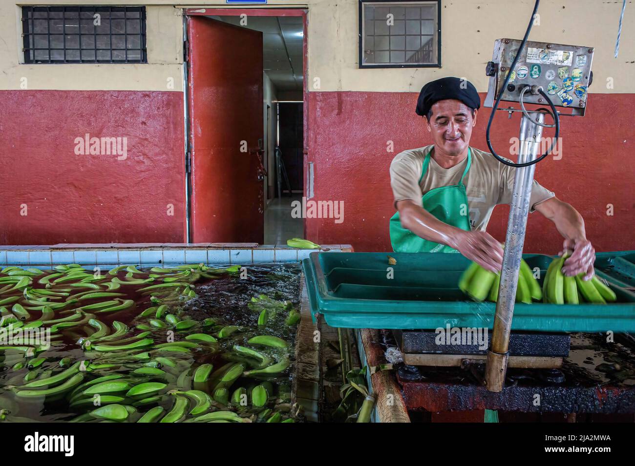 A worker weights bananas on a tray at the processing facility on the 270 hectares of a banana