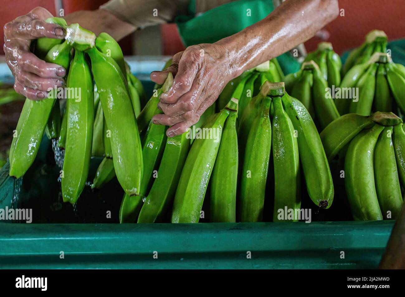 Guayaquil, Ecuador. 09th Feb, 2018. A worker weights bananas on a tray