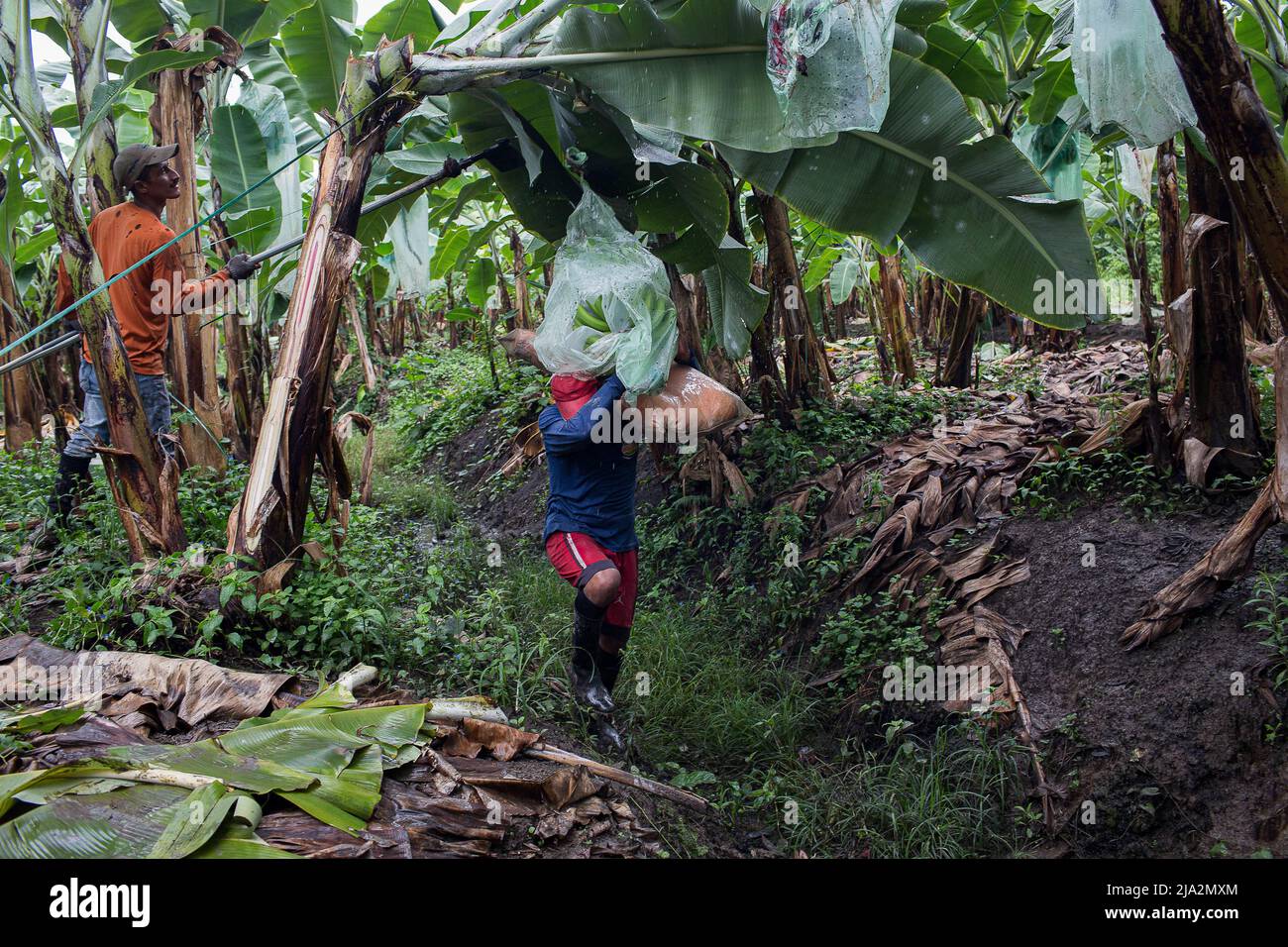 Guayaquil, Ecuador. 09th Feb, 2018. A worker cut a bunch of bananas and another worker carries