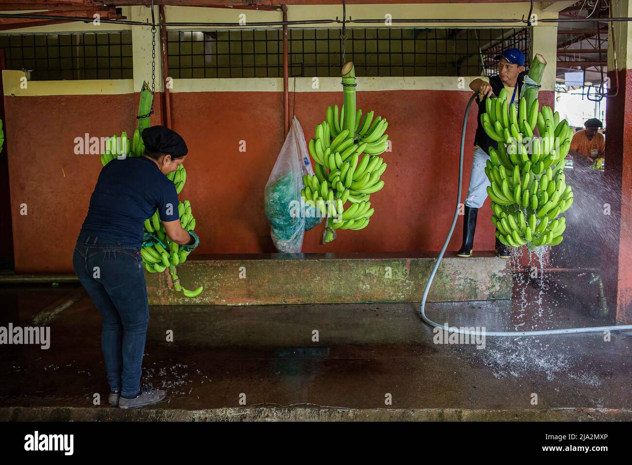 Guayaquil, Ecuador. 09th Feb, 2018. A worker takes the crowns of each