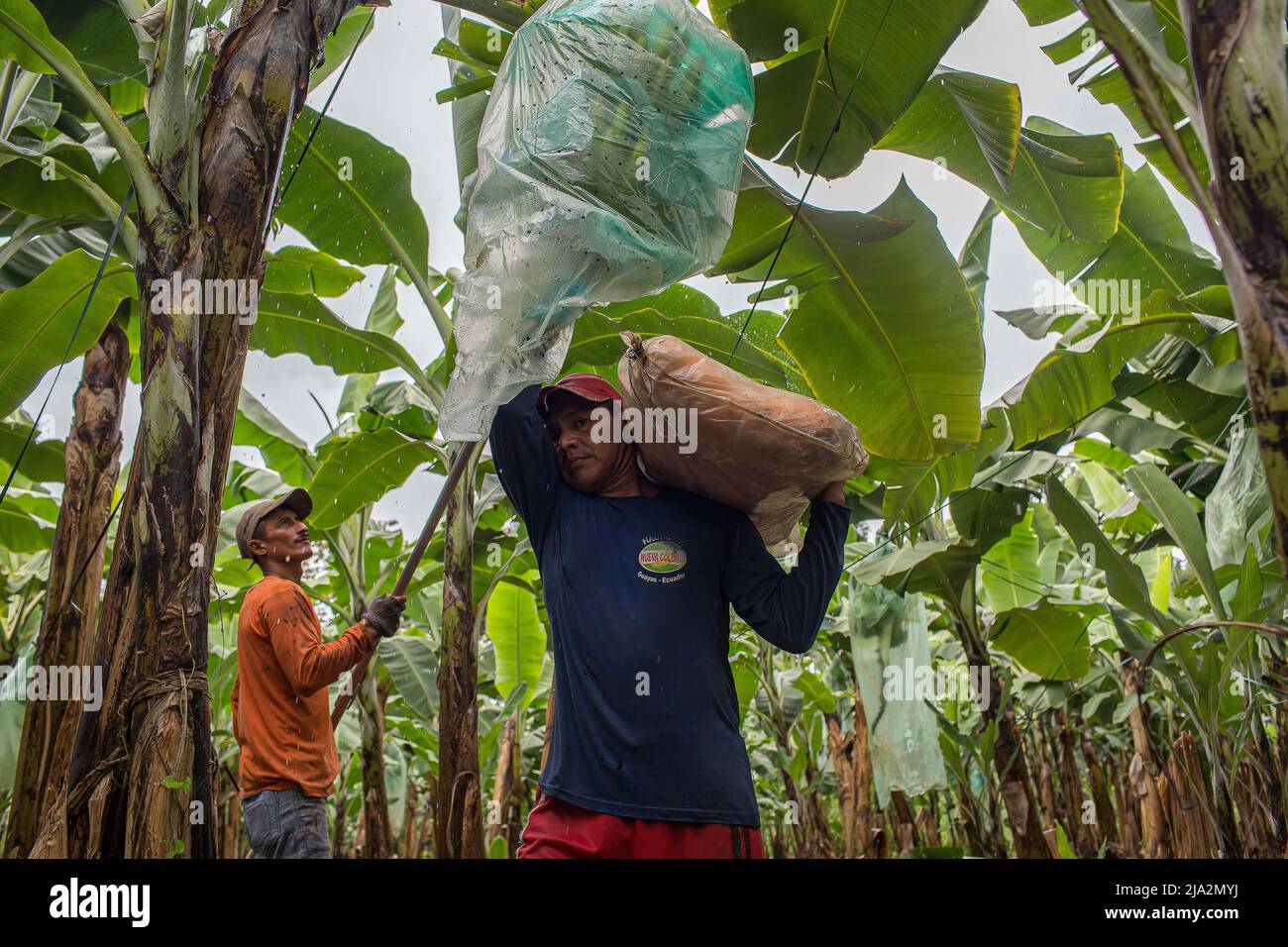 Guayaquil, Ecuador. 09th Feb, 2018. A worker cuts a bunch of bananas