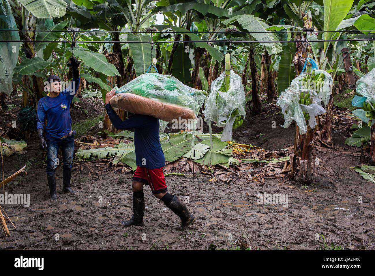 Guayaquil, Ecuador. 09th Feb, 2018. A worker carries a bunch of bananas to the train that will
