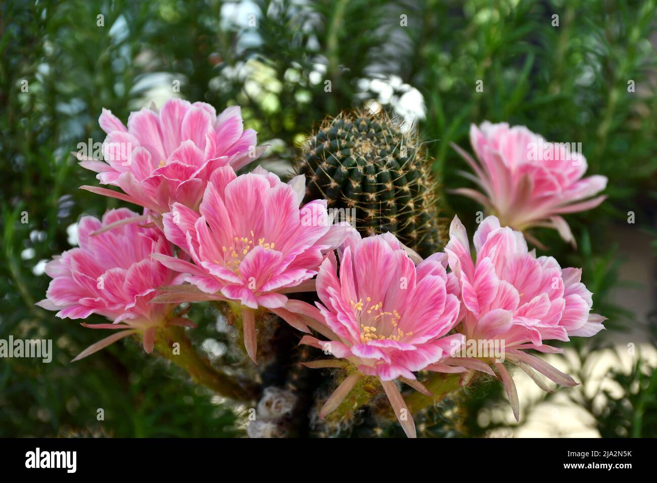 Close-up of pink Lobivia hybrid on natural green background. Stock Photo