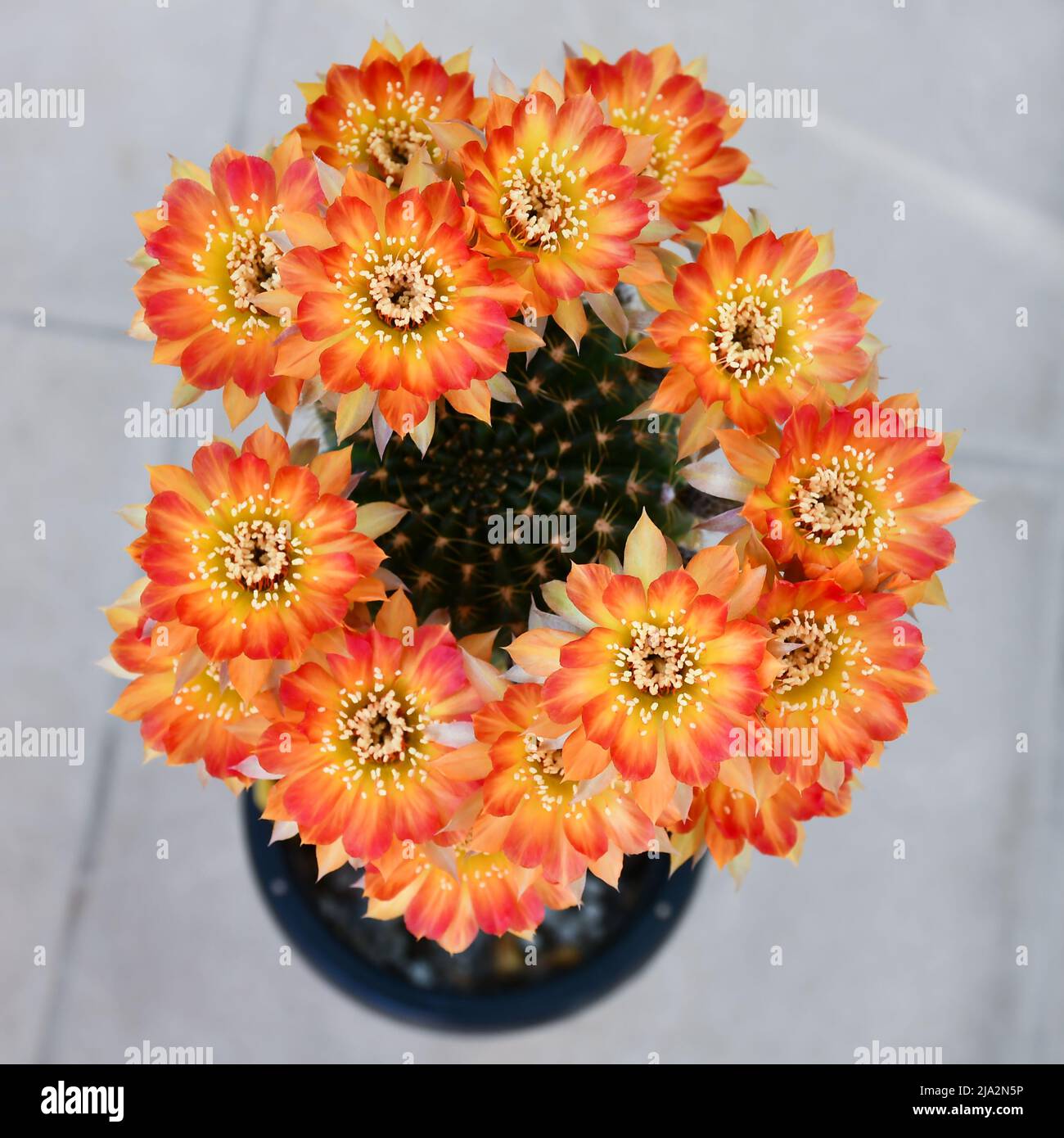 Orange and yellow flowers of Lobivia hybrid in closed-up as flowers background. Stock Photo