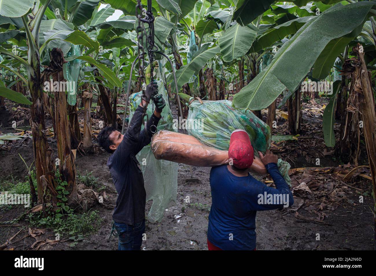 Ecuador banana harvesting hires stock photography and images Alamy