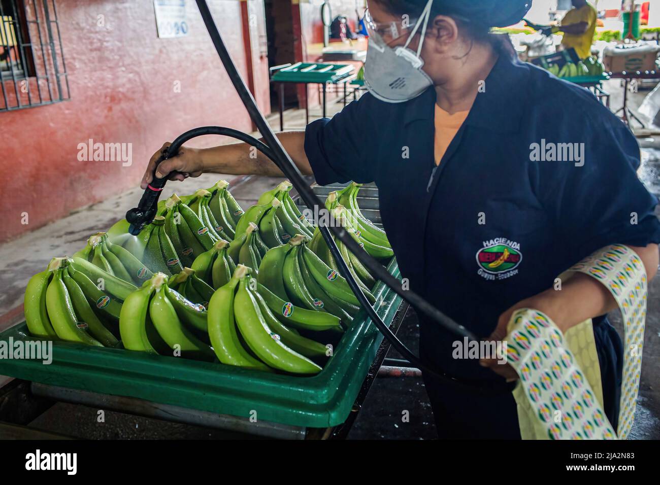 Ecuador banana harvesting hires stock photography and images Alamy