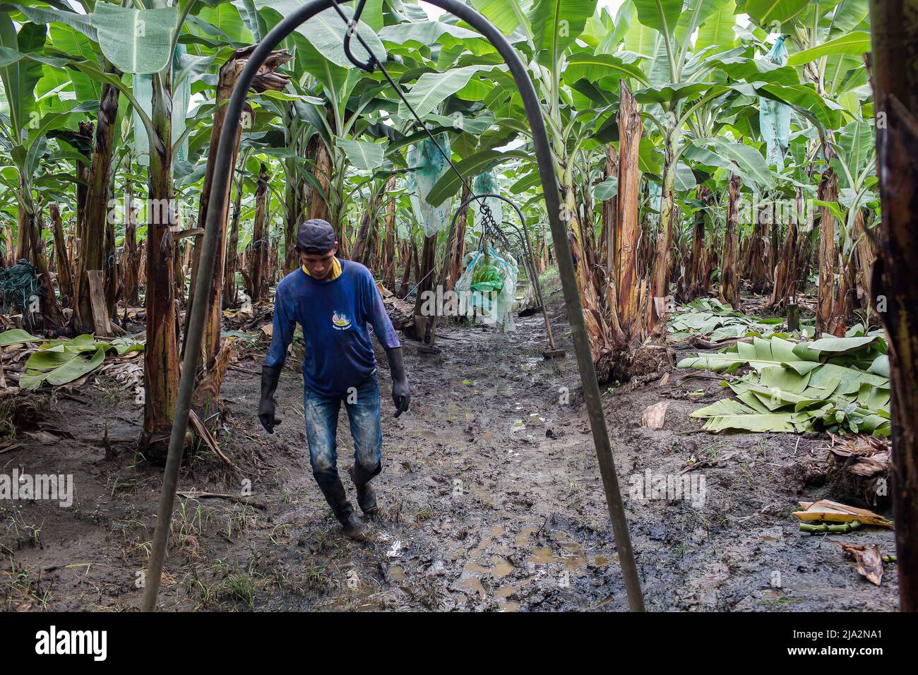 Guayaquil, Ecuador. 9th Feb, 2018. A worker pulls the train loaded with bananas bunches to the
