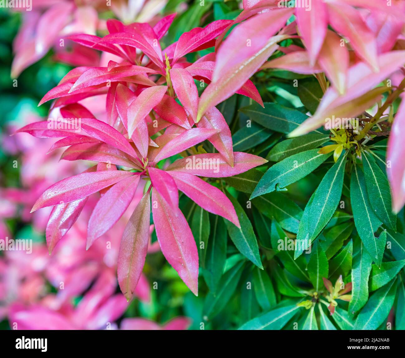 Pieris japonica andromeda hi-res stock photography and images - Alamy