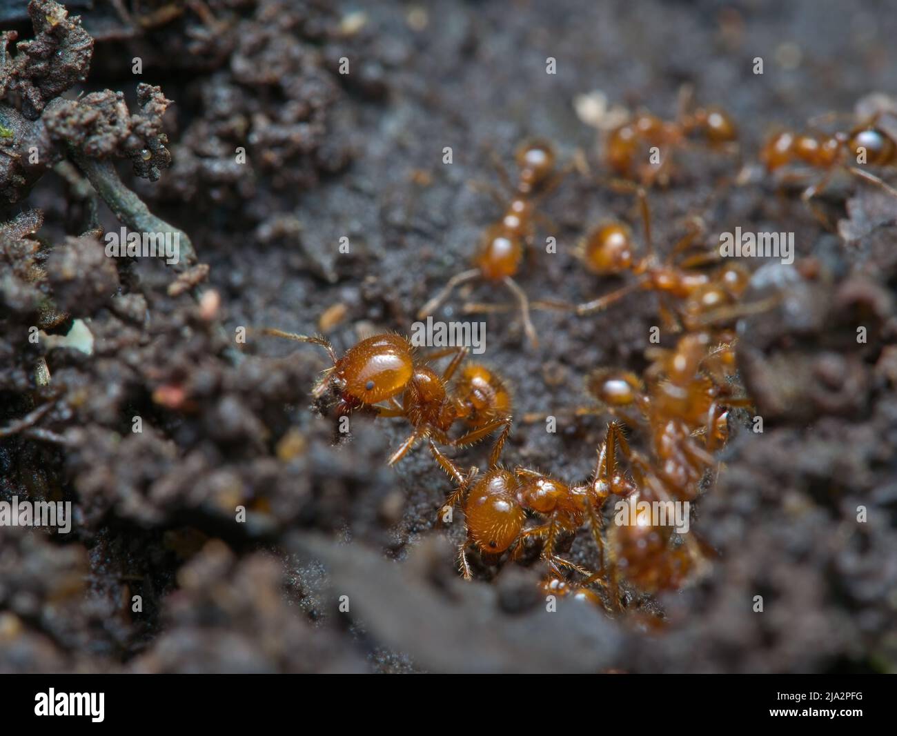 Fire ants colony build a nest on the ground Stock Photo Alamy