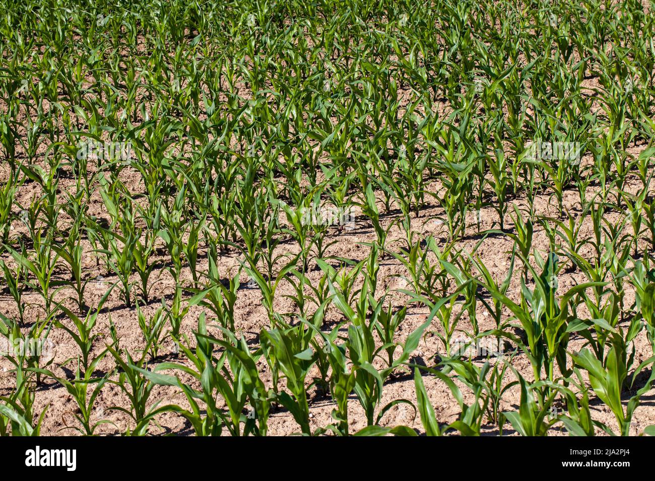 young green corn in mud and soil after rains, agricultural field with