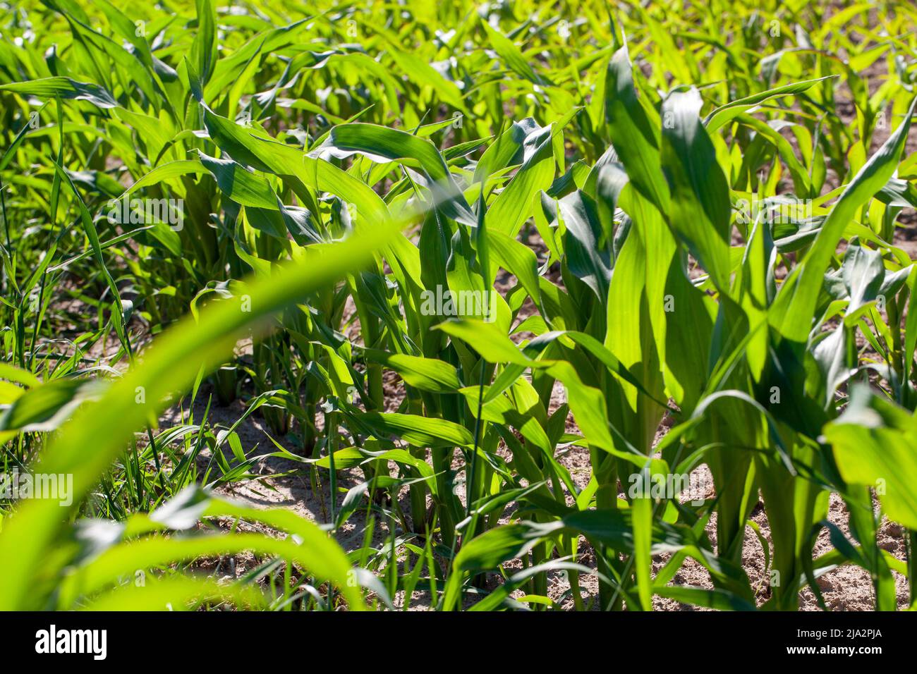 young green corn in mud and soil after rains, agricultural field with