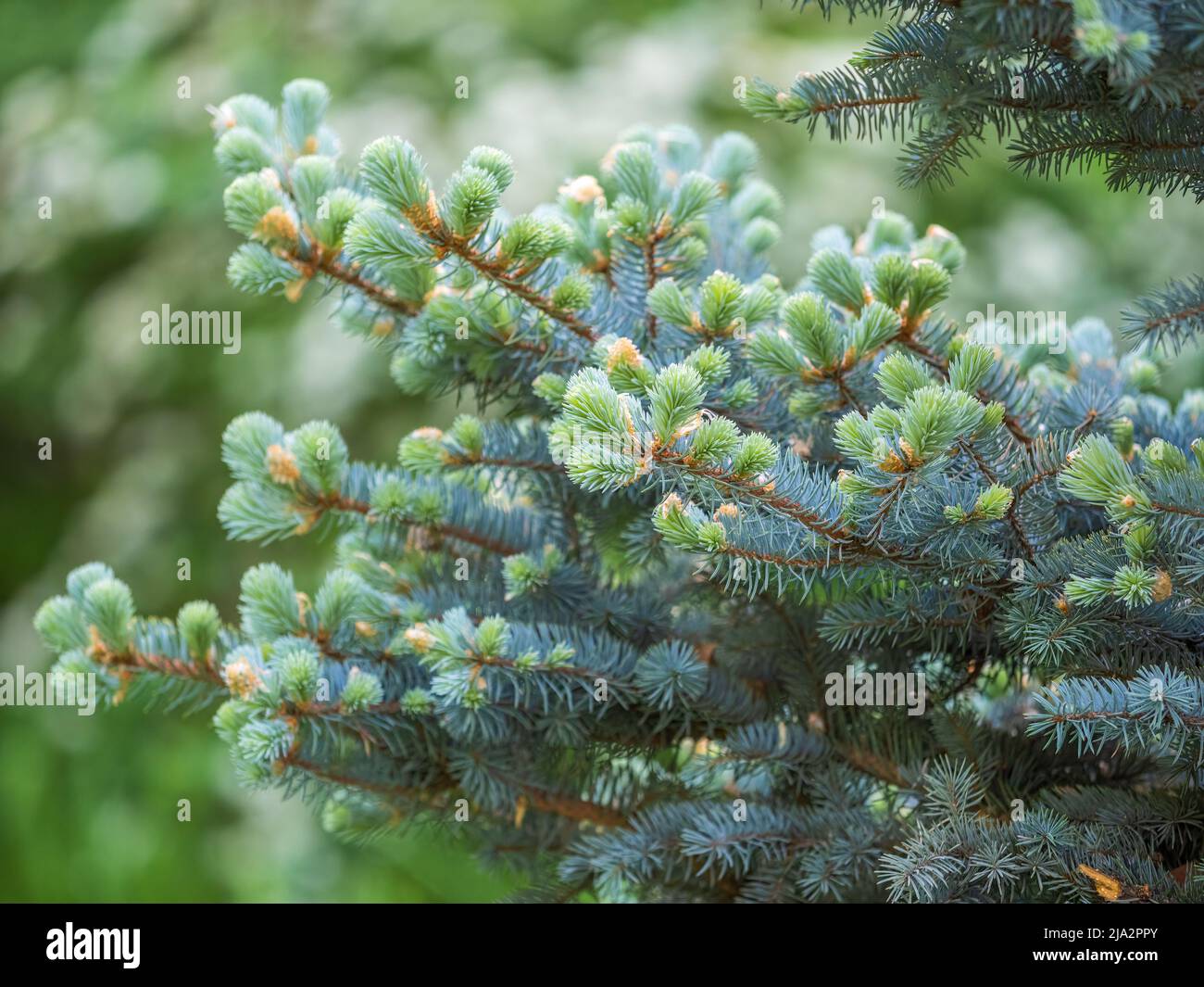 Spring Blaze Fir Fir branches with fresh shoots in spring. Young green shoots of spruce ...