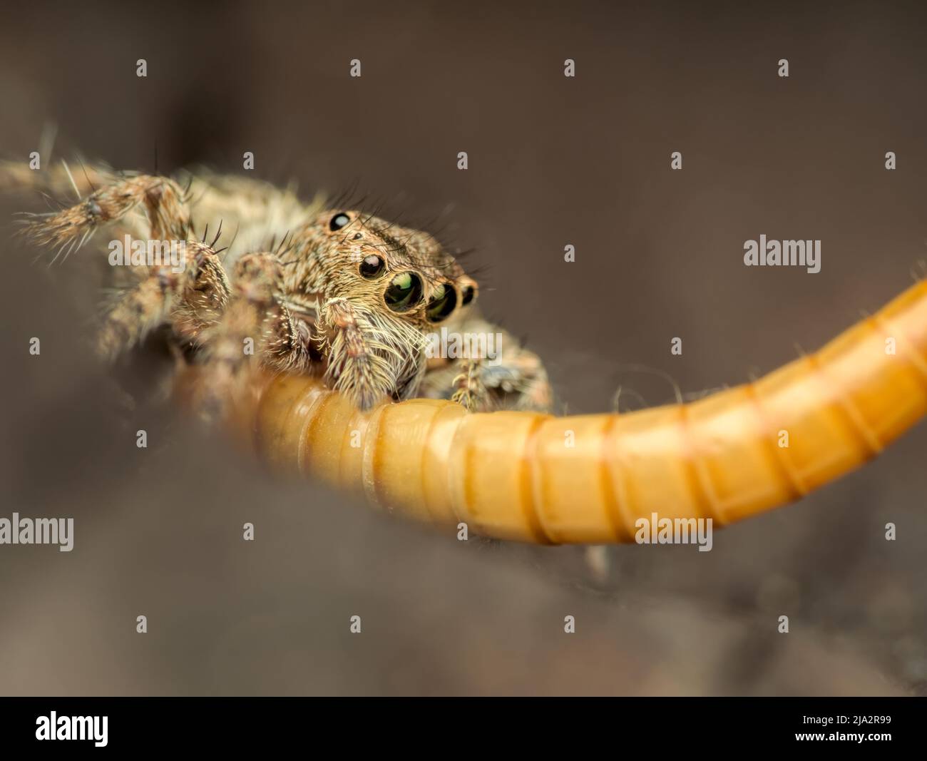 close up jumping spider eating caterpillar prey Stock Photo Alamy