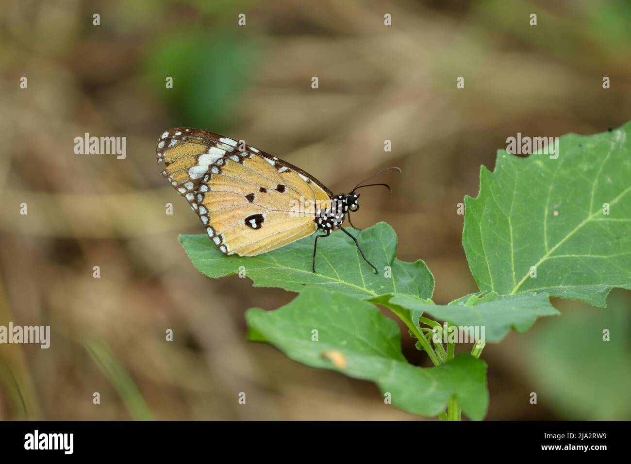 Plain tiger butterfly sitting on leaf Stock Photo