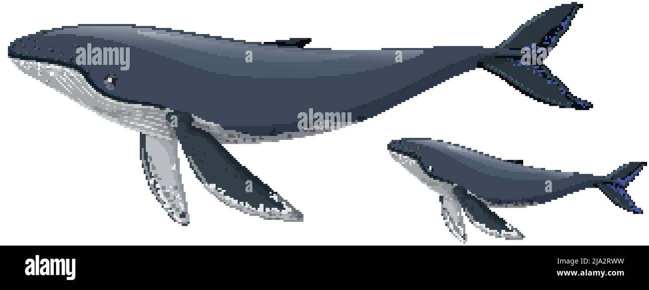 Mother and baby humpback whale illustration Stock Vector Image & Art ...