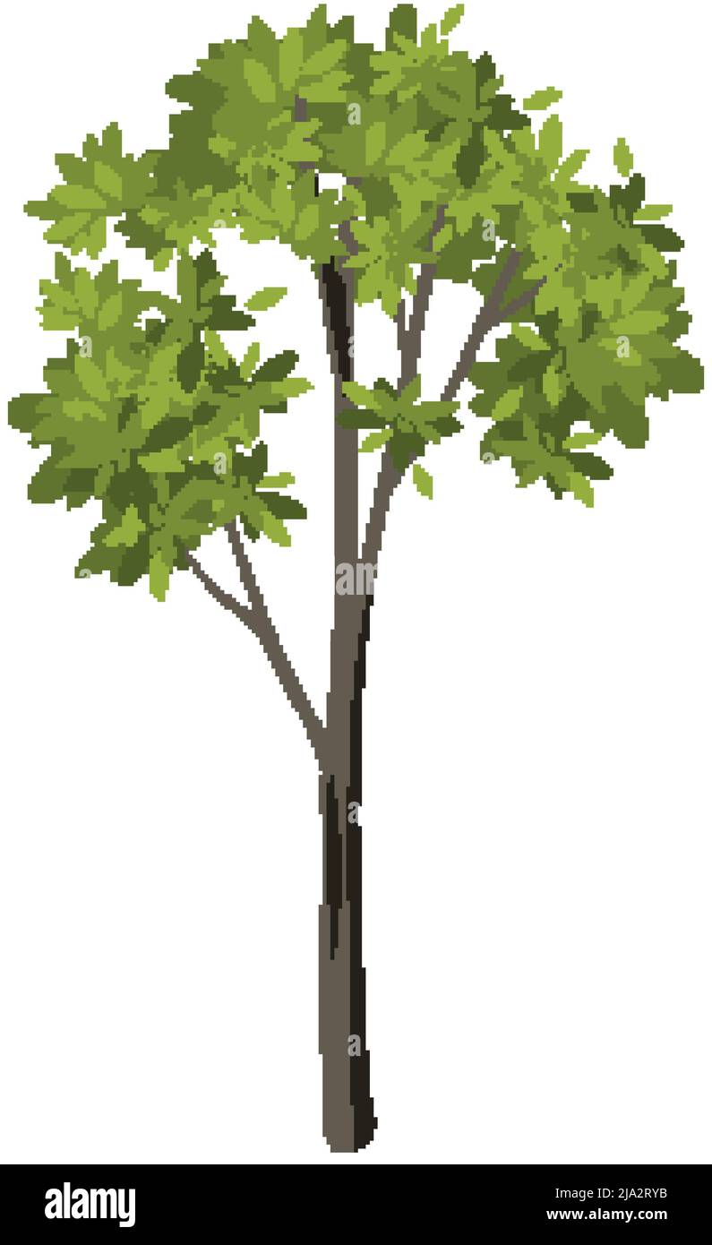 Isolated tree on white background illustration Stock Vector Image & Art ...