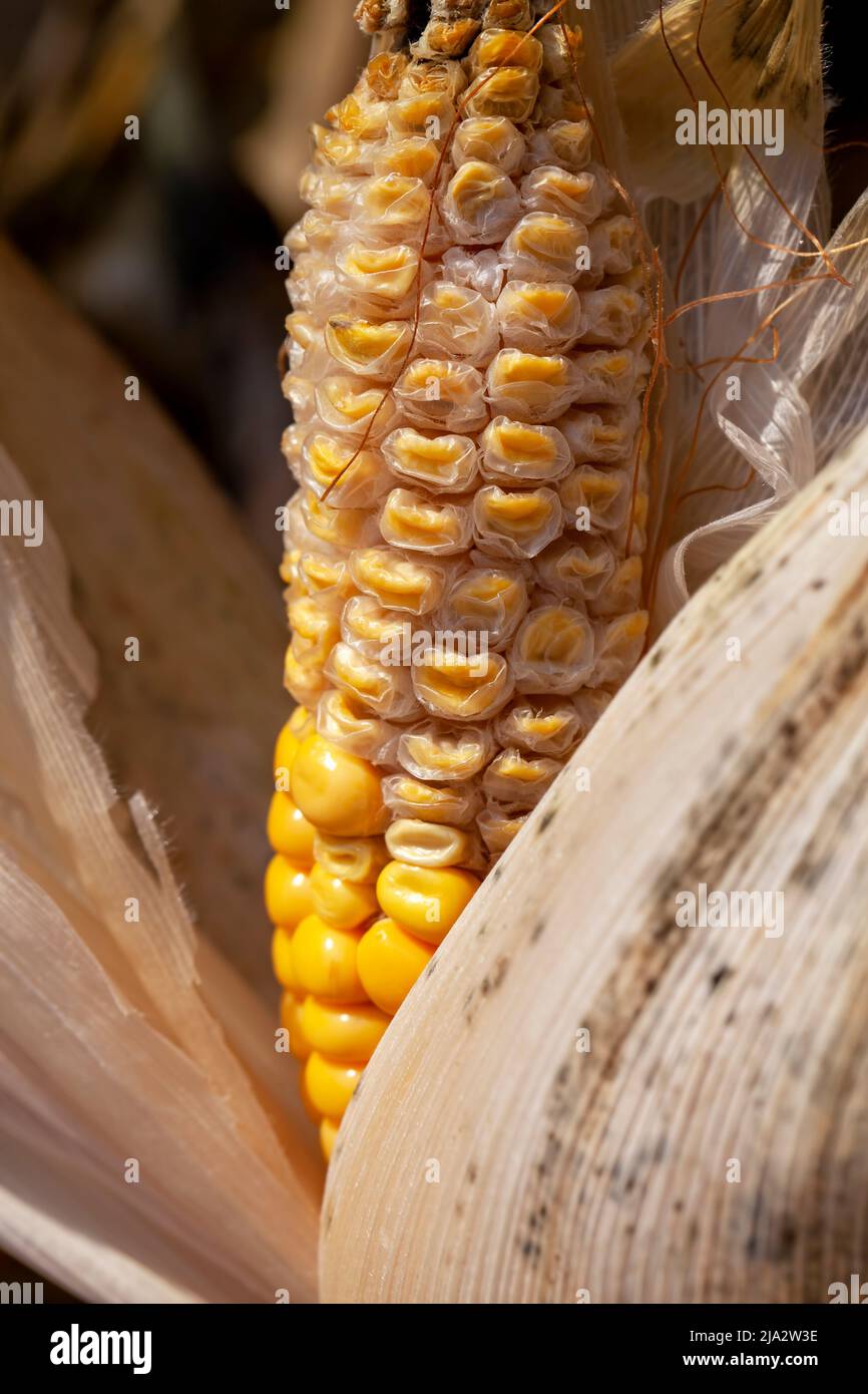 yellow ripe corn fruits in summer, corn cobs in mold and mushroom Stock