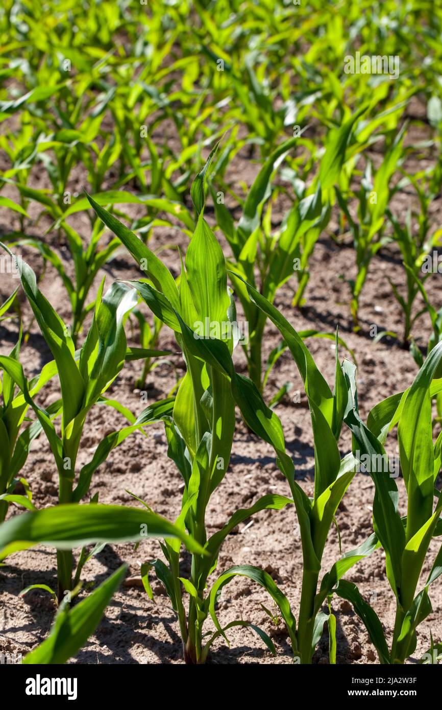 young green corn in mud and soil after rains, agricultural field with