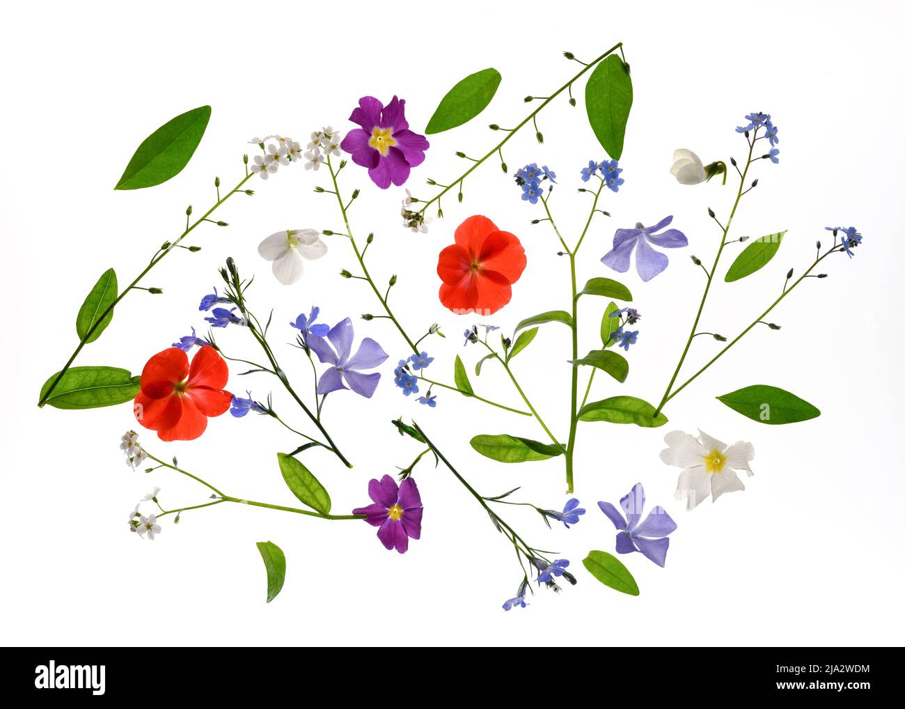 Spring Composition Spring flowers composition on white background. Floral background Stock ...