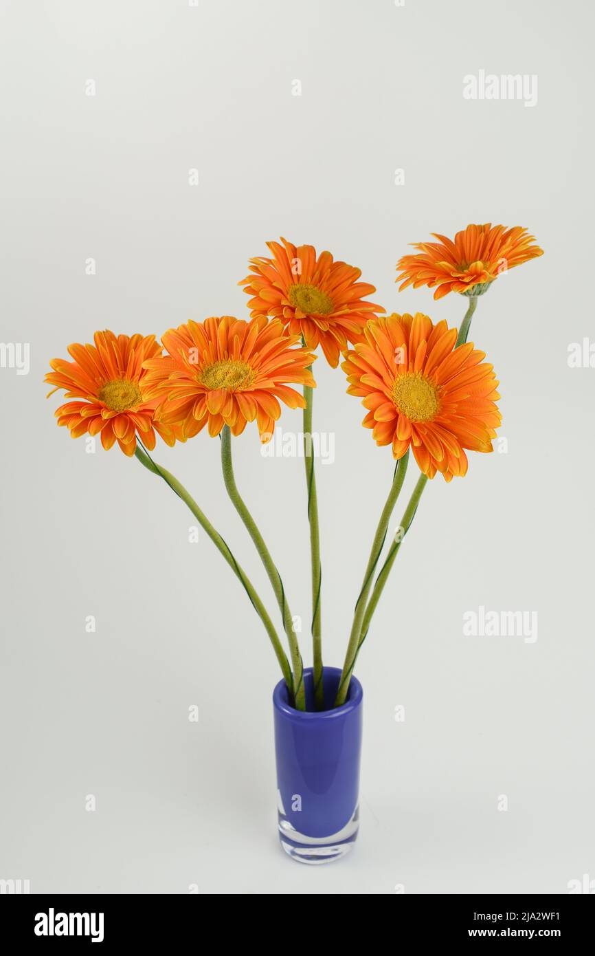 Orange gerbera flowers in blue vase isolated on white background. Stock Photo