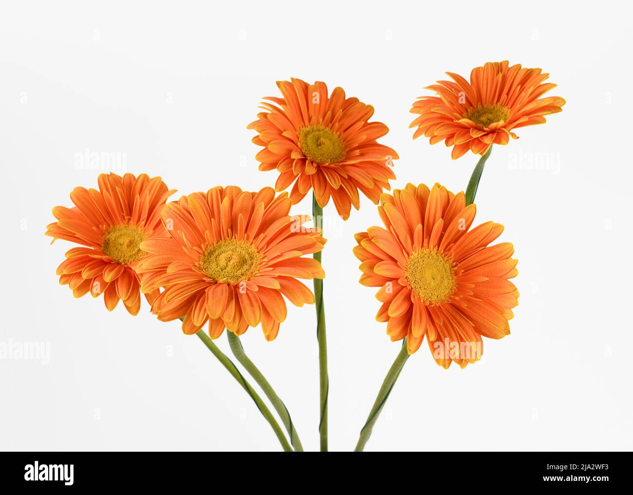 Orange gerbera flowers isolated on white background. Stock Photo