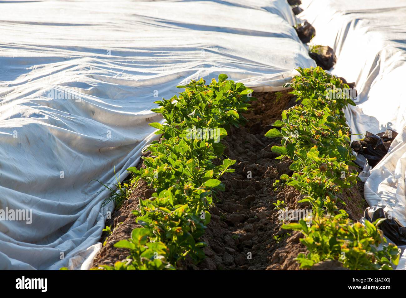 a potato plantation covered with a cloth to create heat and get a good ...