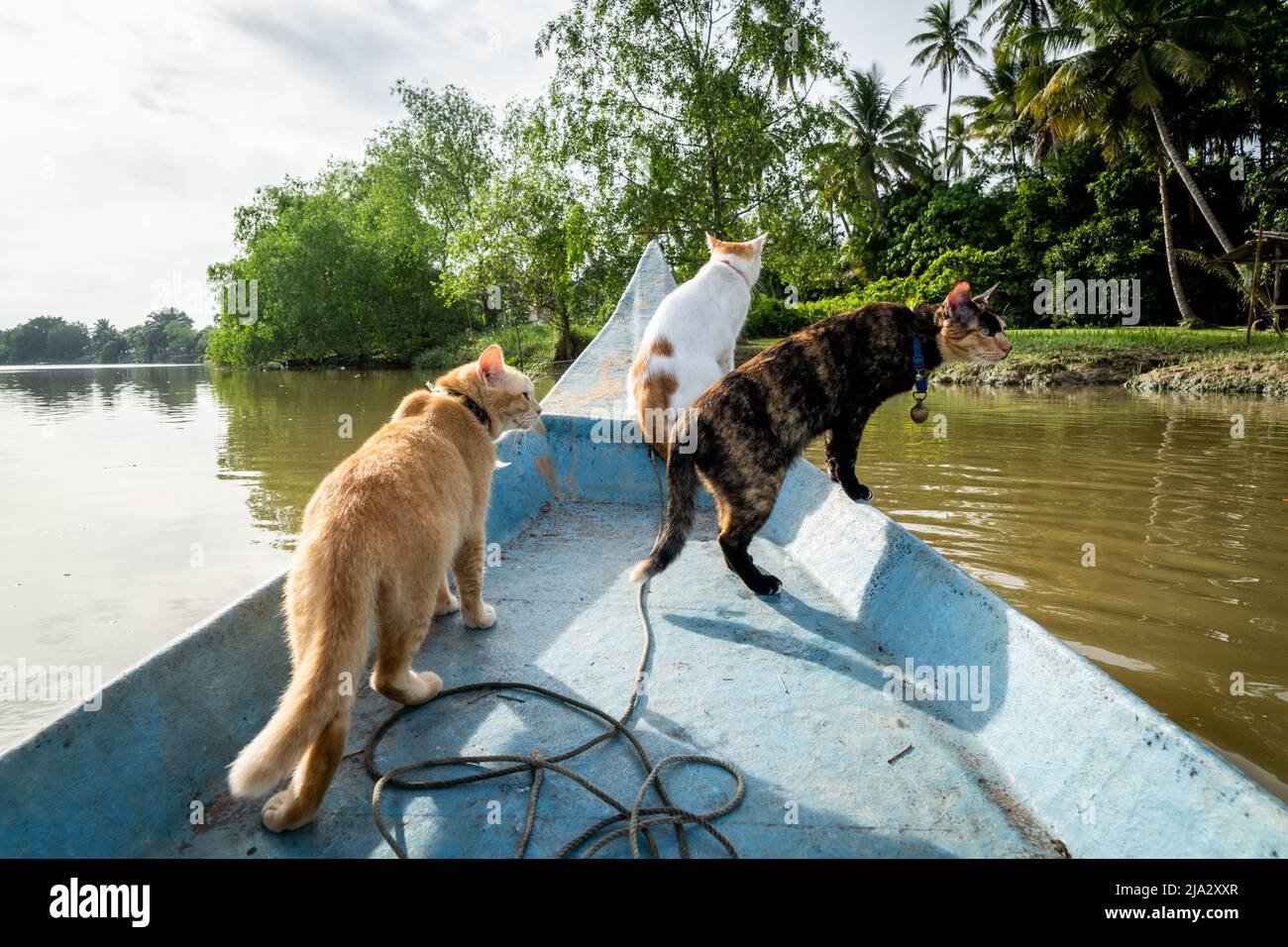 Surat Thani, Thailand. 27 May, 2022. Rescue cats watch movement around