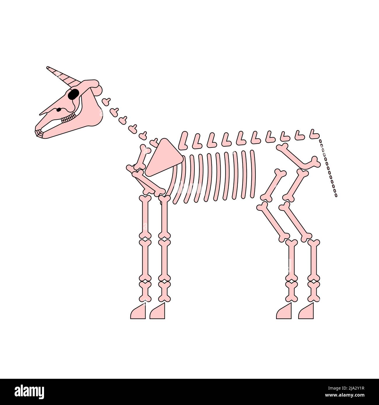 Unicorn skeleton isolated. Magic horse with horn bones. Vector