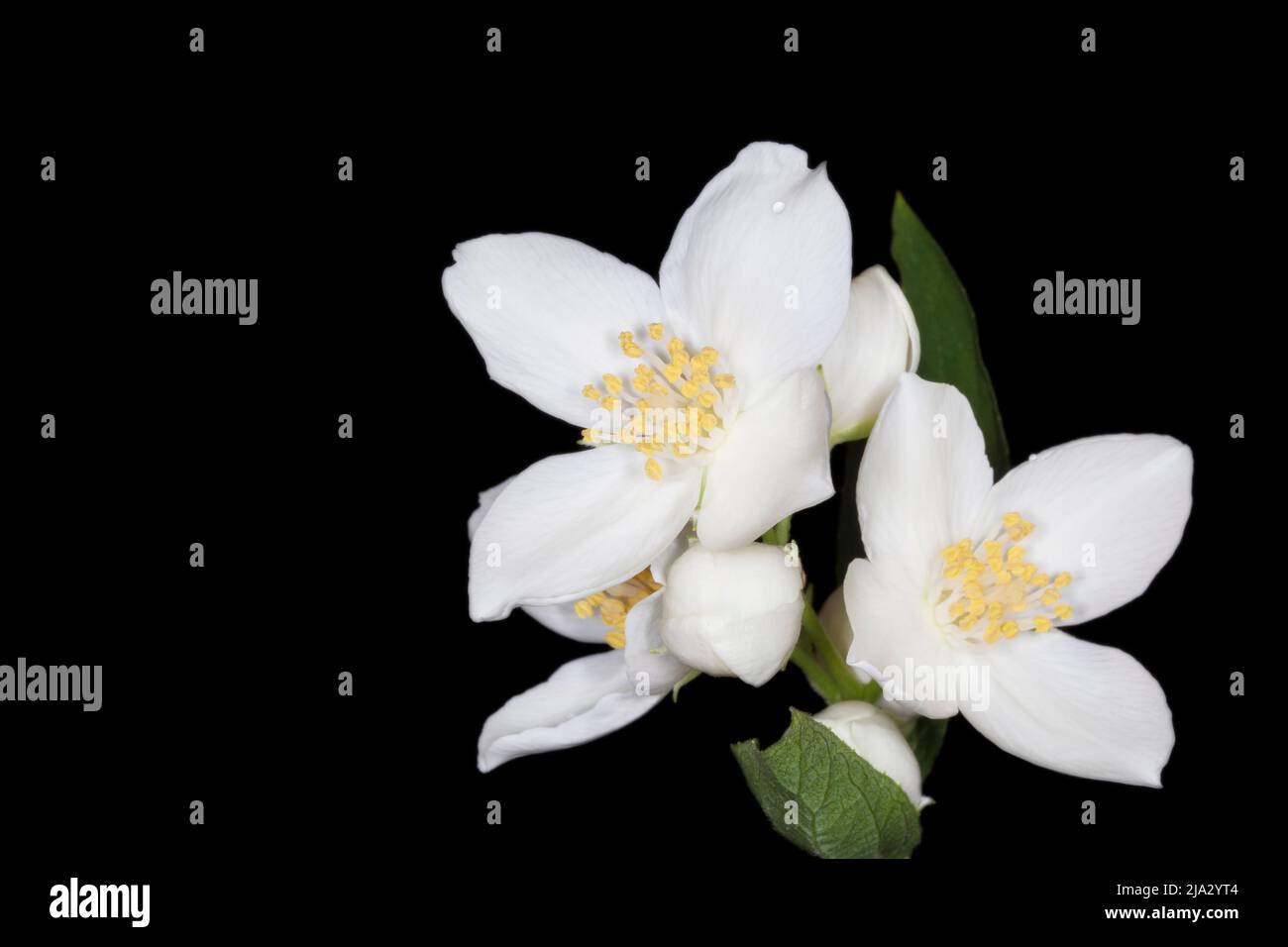 close up of jasmine flowers against black background Stock Photo