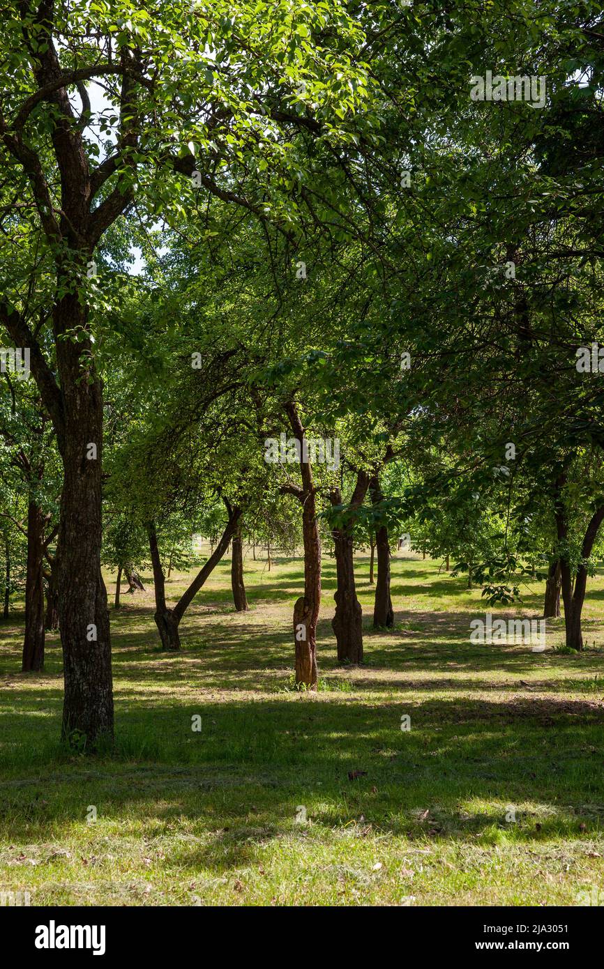 deciduous trees growing in the park in the summer, sunny weather